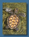 62 Baby turtle at Makogai